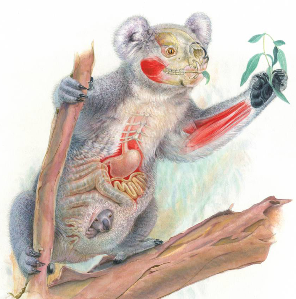 Wangetti Mammal Information