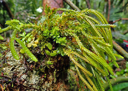 Phlegmariurus delbrueckii - Tea-Leaf Tassel-Fern